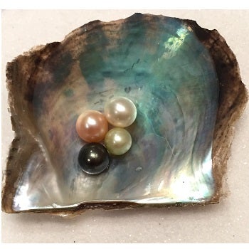 Ordering oysters with pearls in them hot sale